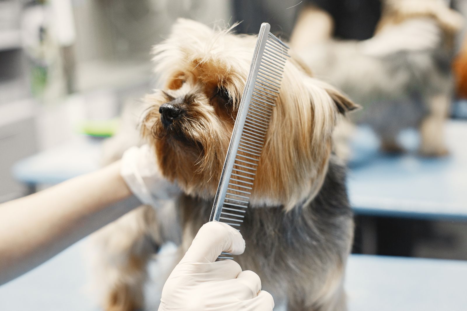 Close-up of a comb gliding through a soft, clean coat