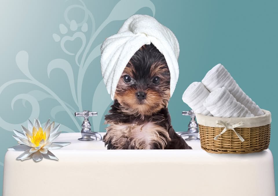 A freshly groomed client dog on the grooming table at The Posh Paw
